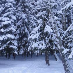 Фото Отель Forest Club (Форест Клуб)