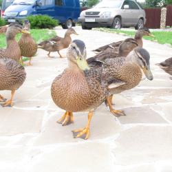 Фото Отель Колкуново