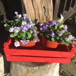 Фото Отель Куршале