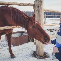 Фото Отель Лесное
