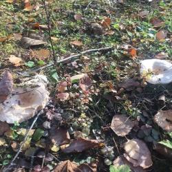 Фото Отель Шале Пахта