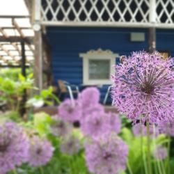 Фото Отель Лавандовый сад