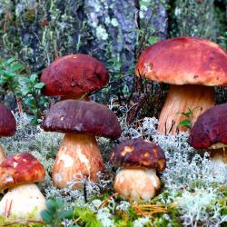 Фото Отель Тридевятое царство