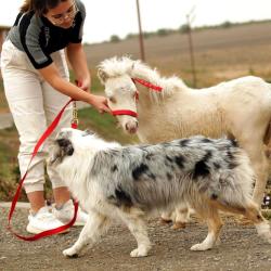 Фото Отель Любимая Усадьба