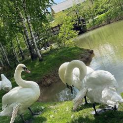 Фото Отель Ruza Family Park and SPA (Руза Фэмили Парк и Спа)