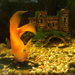 Фото Отель Абсолют