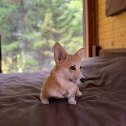 2-местный коттедж стандарт Dog friendly