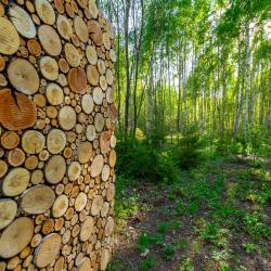 Фото Отель След Лося