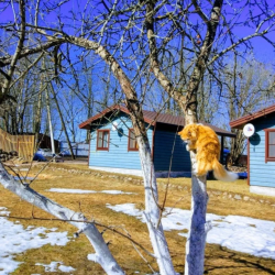 Зимняя Сказка — fd0f81362cda5608a5ee31ab3fe9cb0e