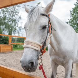 Фото Отель Николо-Поле