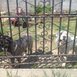 Фото Отель Путник