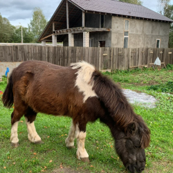 Фото Эко-отель Шанти