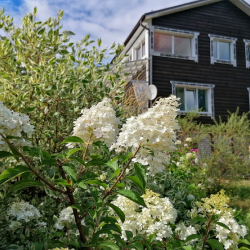 Фото Отель Гостевой комплекс Сосны