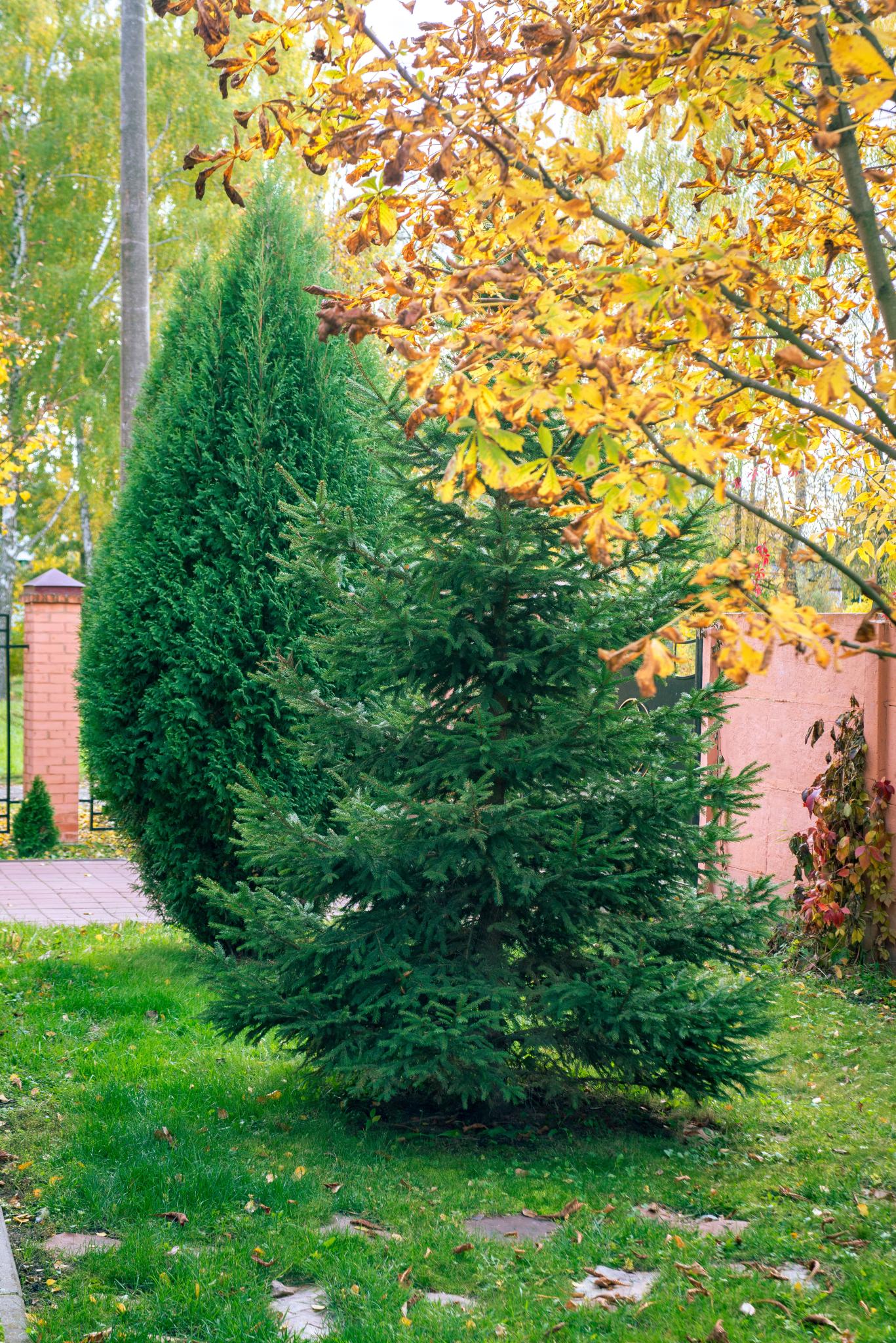 Альберт - 6