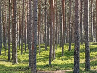 Фото отеля