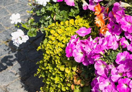 Фото Отель Трауберг