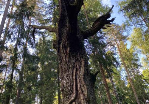 Фото Green Park Conference & Spa Hotel