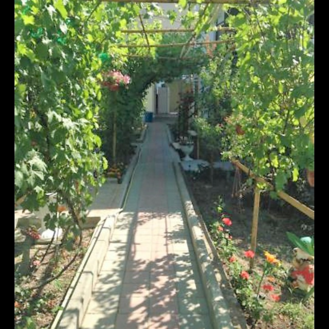 Vinogradnaya alleya